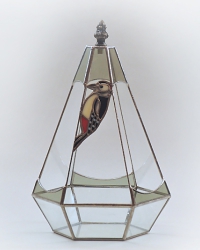 アカゲラのテラリウム